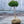 Load image into Gallery viewer, Gnome Mountain Pine - Pine - Conifers