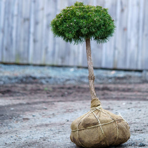 Gnome Mugo Pine