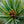 Load image into Gallery viewer, Fukuzumi Japanese White Pine - Pine - Conifers
