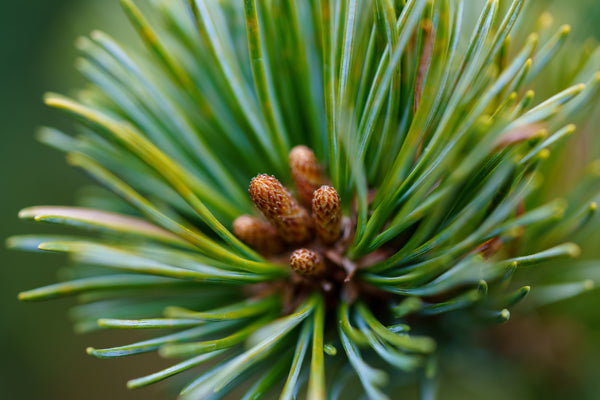 Fukuzumi Japanese White Pine - Pine - Conifers