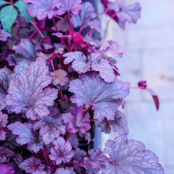 Plum Pudding Coral Bells