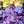 Load image into Gallery viewer, Plum Pudding Coral Bells