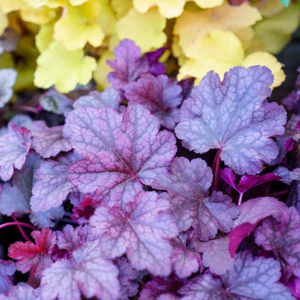 Plum Pudding Coral Bells
