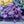 Load image into Gallery viewer, Plum Pudding Coral Bells