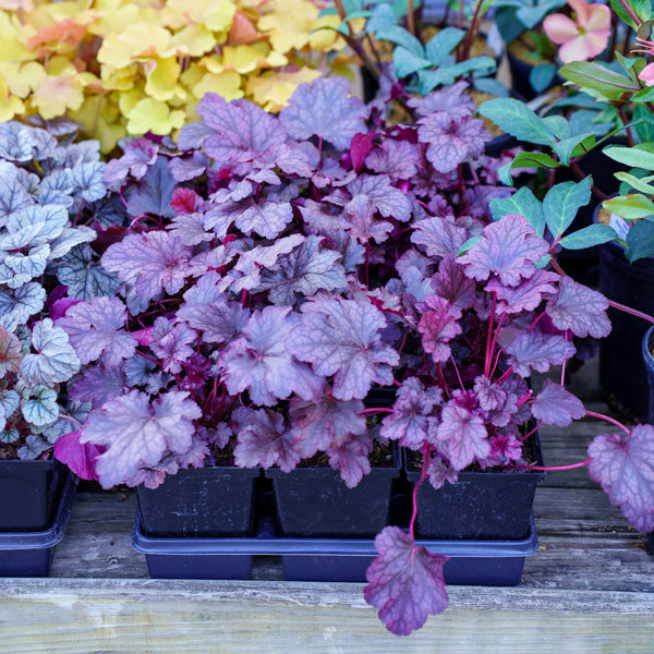 Plum Pudding Coral Bells