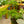Load image into Gallery viewer, Plumosa Fern