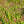 Load image into Gallery viewer, Walberton's Plumtastic Spirea