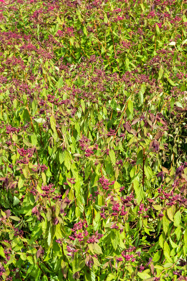 Walberton's Plumtastic Spirea