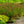 Load image into Gallery viewer, Walberton's Plumtastic Spirea