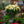 Load image into Gallery viewer, Poinsettia - Other Houseplants - Houseplants