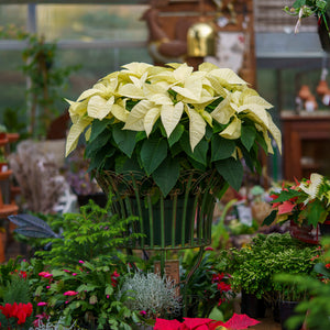 Poinsettia - Other Houseplants - Houseplants