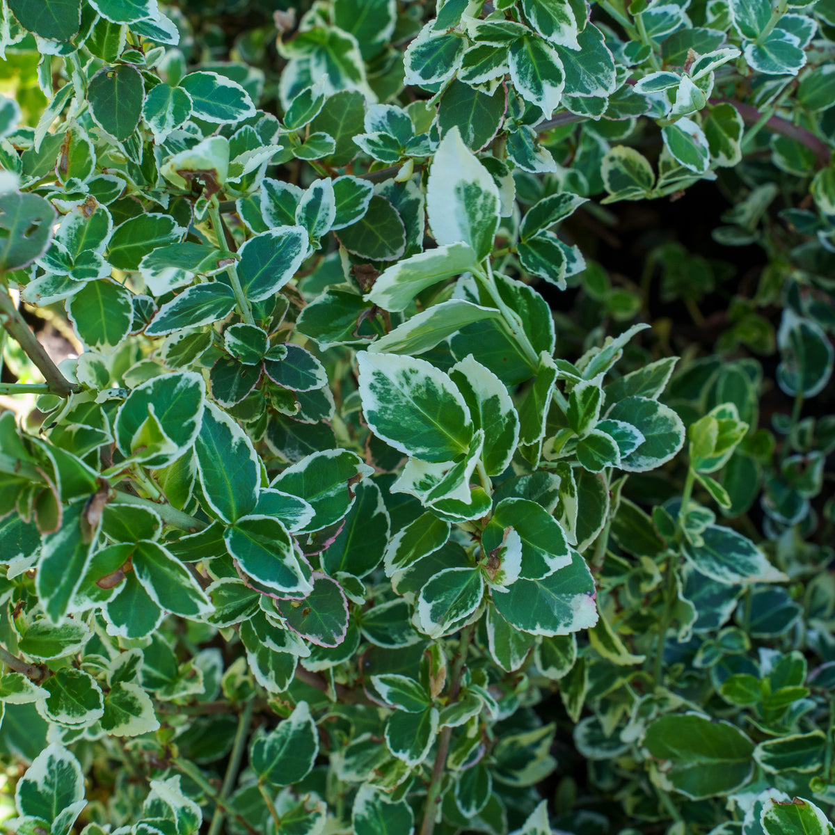 White Album Wintercreeper – Plant Detectives