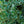 Load image into Gallery viewer, White Album Wintercreeper