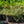 Load image into Gallery viewer, White Album Wintercreeper