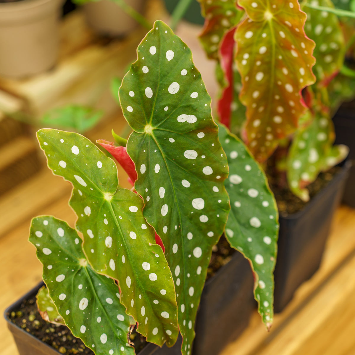 house plants with polka dot leaves Polka Dot Begonia – Plant Detectives