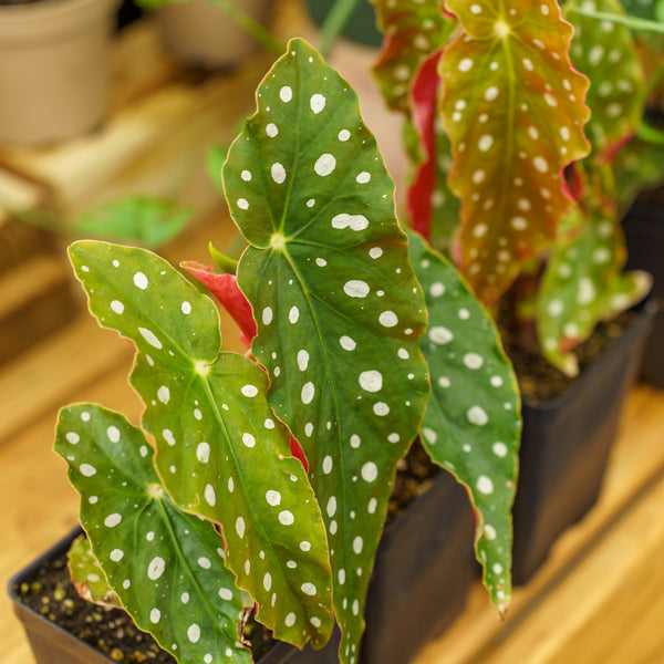 Maculata Polka Dot Begonia