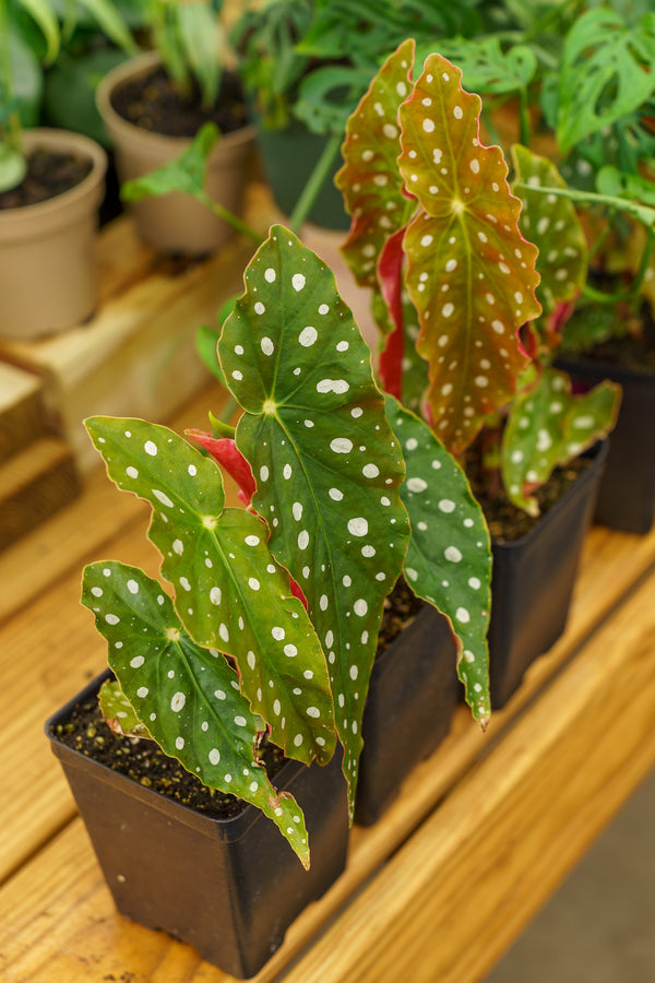 Maculata Polka Dot Begonia