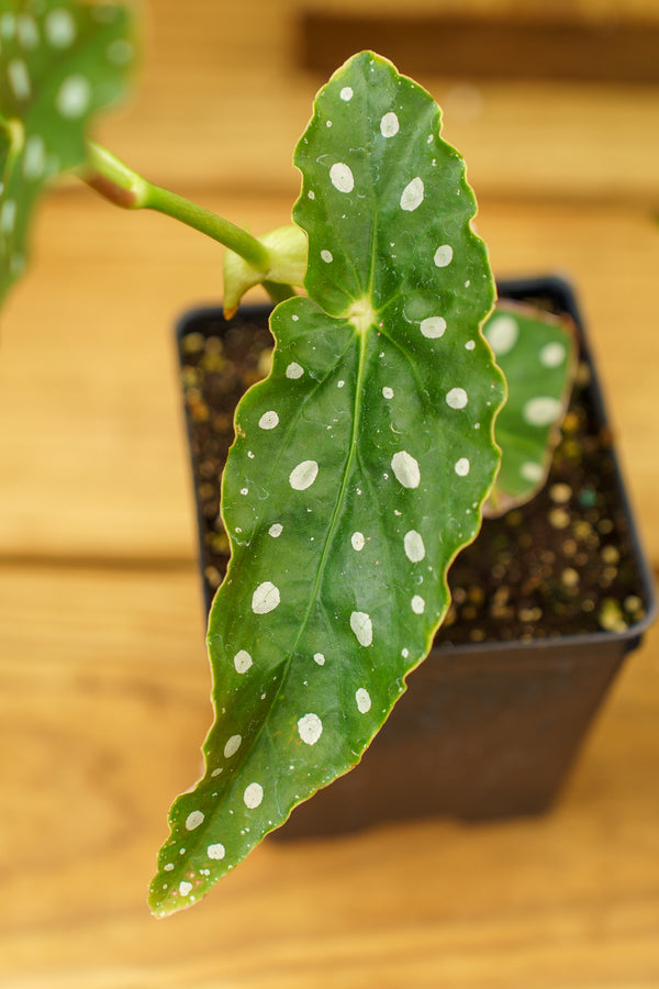 Maculata Polka Dot Begonia