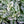 Load image into Gallery viewer, Polka Dot Plant