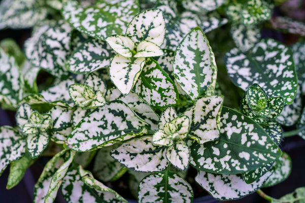 Polka Dot Plant
