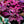 Load image into Gallery viewer, Polka Dot Plant