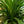 Load image into Gallery viewer, Ponytail Palm