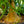 Load image into Gallery viewer, Ponytail Palm