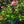 Load image into Gallery viewer, Pop Star Reblooming Bigleaf Hydrangea