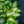 Load image into Gallery viewer, Popcorn Hosta