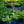 Load image into Gallery viewer, Popcorn Hosta