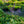 Load image into Gallery viewer, Popcorn Hosta