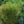 Load image into Gallery viewer, Strictus Maiden Grass