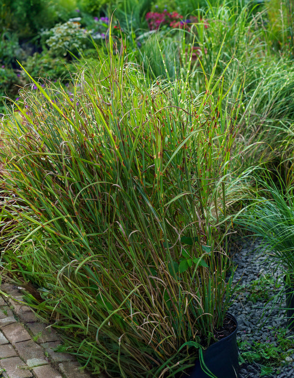Strictus Maiden Grass