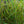 Load image into Gallery viewer, Strictus Maiden Grass