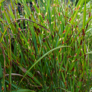 Strictus Maiden Grass