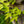 Load image into Gallery viewer, Sweet Potato Vine