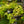 Load image into Gallery viewer, Sweet Potato Vine
