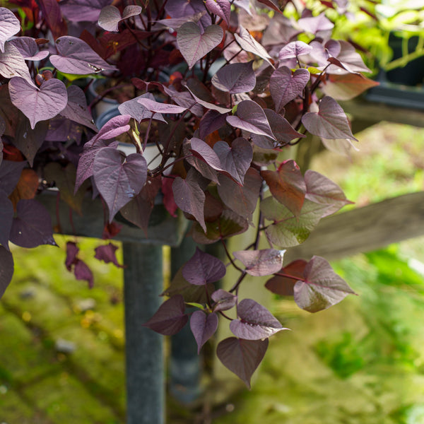 Potato Vine