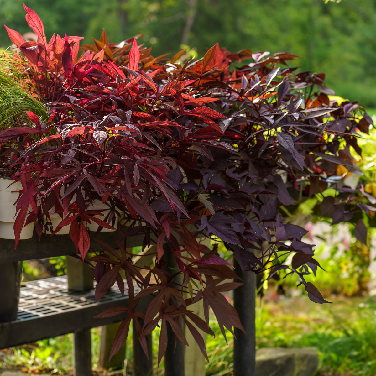 potato vine indoor plant Potato Vine – Plant Detectives