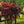 Load image into Gallery viewer, Potato Vine