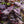 Load image into Gallery viewer, Potato Vine