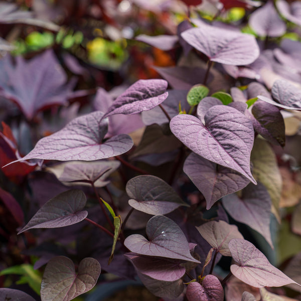 Potato Vine