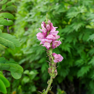 Potomac Lavender Snapdragon