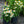 Load image into Gallery viewer, PowWow White Coneflower