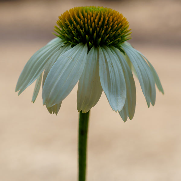PowWow White Coneflower