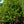 Load image into Gallery viewer, Powhatan Crape Myrtle - Crape Myrtle - Flowering Trees