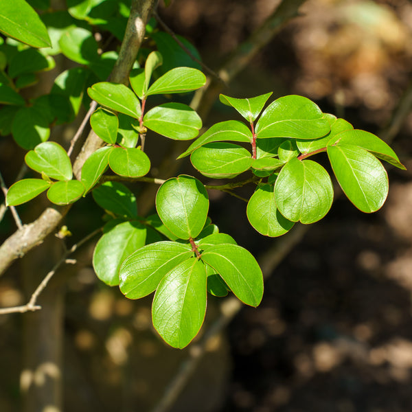 Powhatan Crape Myrtle