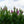 Load image into Gallery viewer, Powhatan Crape Myrtle