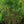 Load image into Gallery viewer, Powhatan Crape Myrtle