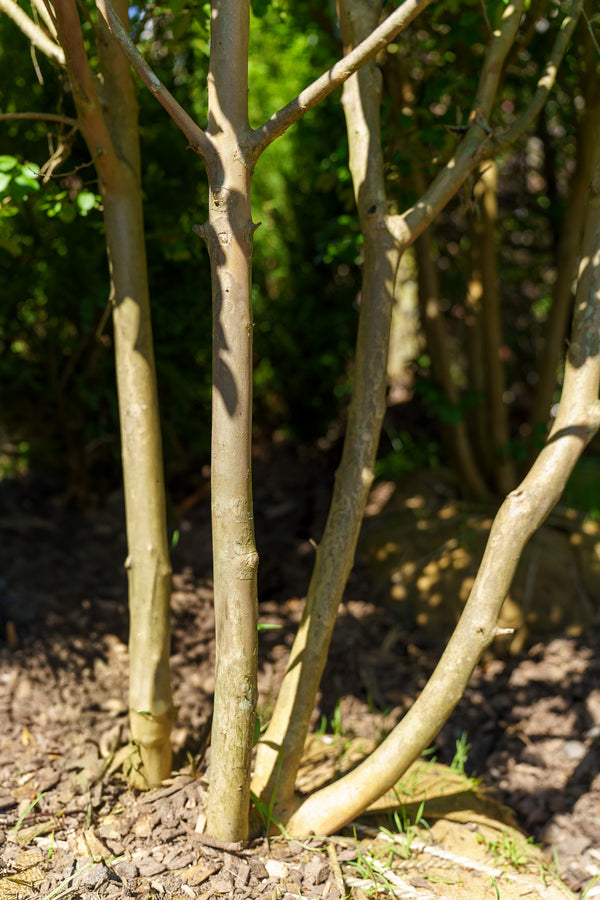 Powhatan Crape Myrtle